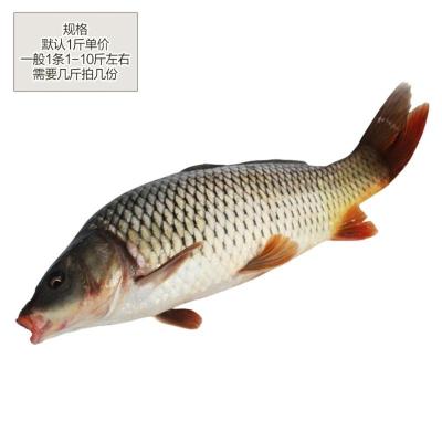 赛卡伊 正宗鲤鱼新鲜鲜活四鼻鲤鱼大鱼现杀淡水鱼 12斤