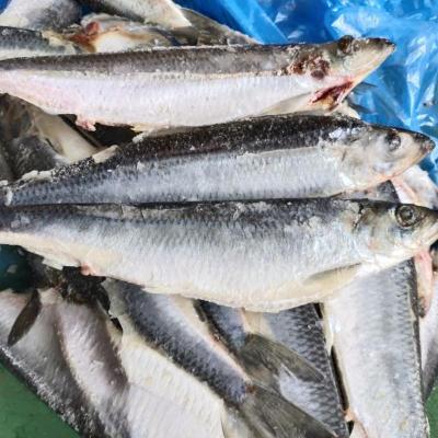 赛卡伊 年货叫沙丁鱼 青鱼鲱鱼特产水产新鲜速冻 净重五斤一份
