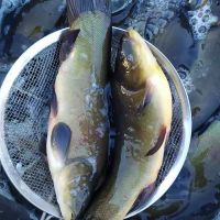 赛卡伊 冷水丁桂鱼铜锣鱼 3斤丁桂鱼