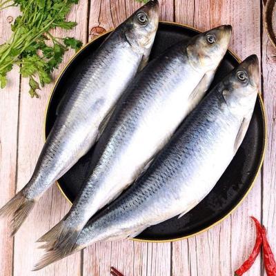 赛卡伊 沙丁鱼青鱼海鱼沙丁鱼冷冻懒人之宝新鲜烧烤食材 1斤试吃装