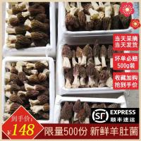 2019羊肚菌新鲜特级500g云南特产野生非羊肚菌干货羊肚菇250g