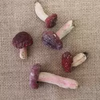 2019新货野生红菇250/500g西峡伏牛山正宗红蘑菇香菇干货月子菇