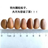 散装东北开口手剥特大红松子仁500g坚果类干果零食网红小吃批发[2月29日发完]