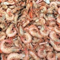 崂山沙子口小金钩海米250g 即食青岛力虾蛎虾米金勾开洋 海鲜干货