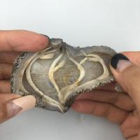 野生海参干货印尼珍珠球参龙眼参酒店乌元球参海鲜60头500g