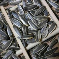 10斤熟瓜子批发葵瓜子原味干炒散装炒货袋装熟葵花子大锅现炒现发