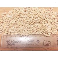红松生松子仁新货东北野生散装无壳松子原味中等松仁500g孕妇