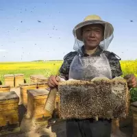 [第二件半价]土蜂蜜野山花蜂蜜结晶蜜槐花蜜晶蜜500g安徽