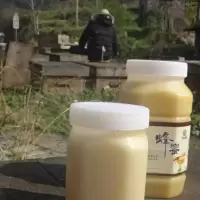 2斤装结晶油菜花蜂蜜,自产自销蜂蜜,无任加剂原生态蜂蜜