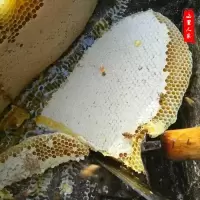 山里人家土蜂蜜农家自产百花蜜老蜂蜜纯正蜂蜜500g秦岭蜂王张崇军