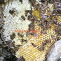 卖完即止正宗深山百花野生农村娃土蜂蜜2斤直接过滤