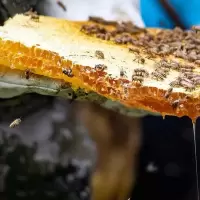 土蜂蜜2斤无添加 农家自产百花蜜新鲜原蜜纯正深山生态蜂蜜