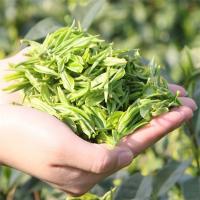 [可选顺丰配送]安吉白茶2019年新茶明前特级白茶茶叶250克礼盒装送礼