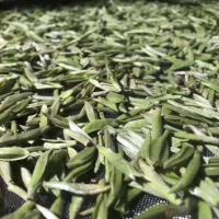 [可选顺丰配送]特级白豪银针福鼎白茶首日芽2019年头春新茶白牡丹特级白茶500克