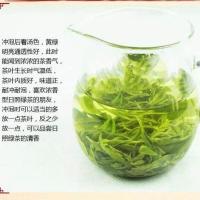 日照绿茶2019新茶叶 板栗浓香型 特级春茶自产自销散装500g