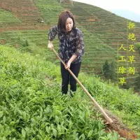 [可选顺丰配送][参赛3号]秋茶 安溪铁观音茶叶浓香型兰花香新茶乌龙茶散装500g