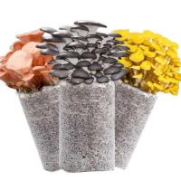 袋装桶装家庭阳台蘑菇菌包菌种食用菌平菇菌包菌棒多肉植物绿植花 蘑菇组合3包[黑+白+黄]