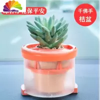 舒适主义汽车载真花车内盆栽中控台摆件绿植车里除甲醛绿色花多肉小植物 桔色千佛手