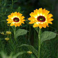 如华福禄太阳能庭院花灯向日葵院子布置花园插地灯景观草坪装饰户外灯