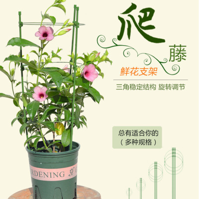 爬藤支架花架月季绿萝铁线莲藤本花卉支架植物爬藤架