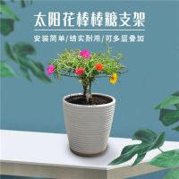 太阳花棒棒糖支架花架蟹爪兰嫁接叶仙绿萝单层多层支撑爬藤造型