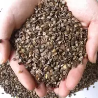 荞麦皮散装荞麦壳枕芯成人婴儿枕头填充物温消毒免洗荞麦皮枕芯
