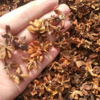 柏壳枕头乌发柏树壳散装保健枕芯颈椎