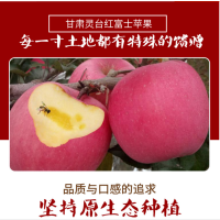 【72小时发货】【礼品果】甘肃灵台苹果10斤80起步三层纸袋精品果（1件为一箱）