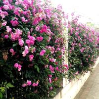 蔷薇花苗（买2棵送1棵）（买三送2）（买5送5）（买十送十）爬藤月季玫瑰 四季爬墙绿植 庭院室内花卉盆栽植物 蔷薇