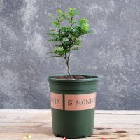 清香木驱蚊室内盆栽花卉绿植植物四季常青净化空气吸甲醛胡椒木 带盆(加仑盆)带土 三年苗(有分枝)