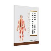 十四经筋—肌筋膜区带三关定位图解