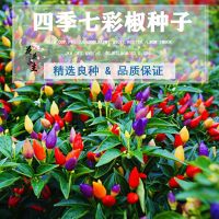 (七彩辣椒种子100粒)+送肥料 [正品七彩辣椒种子]室内阳台七彩椒种子盆栽五彩小辣椒花卉种籽