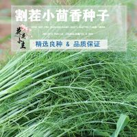 (茴香种子500粒)+送肥料 [正品七彩辣椒种子]室内阳台七彩椒种子盆栽五彩小辣椒花卉种籽