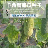 (羊角蜜甜瓜种子50粒)+送肥料 [正品七彩辣椒种子]室内阳台七彩椒种子盆栽五彩小辣椒花卉种籽