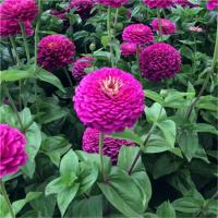 紫色 500粒买1发3送肥 百日草花种子四季易活开花不断播种花草太阳百日菊花卉种子花重瓣