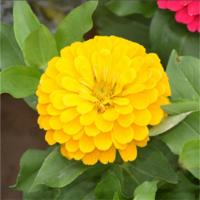 黄色 500粒无优惠买1送1 百日草花种子四季易活开花不断播种花草太阳百日菊花卉种子花重瓣