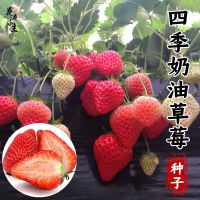 (奶油草莓种子1000粒)+送肥料 春季[奶油草莓种子]四季盆栽水果种子家庭室内阳台易种草莓种籽