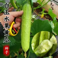 (白玉水果黄瓜种子50粒)+送肥料 春季[奶油草莓种子]四季盆栽水果种子家庭室内阳台易种草莓种籽