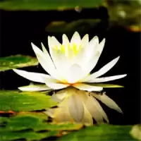 芙蓉 已开口10粒种子(不含其它) [四季种植]碗莲种子水培植物室内绿植盆栽七彩睡莲荷花种子花卉