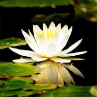 芙蓉 已开口20粒种子(不含其它) [四季种植]碗莲种子水培植物室内绿植盆栽七彩睡莲荷花种子花卉