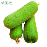 肉丝瓜 新鲜蔬菜台湾短棒肉丝瓜农家无公害有机孕妇下奶现摘现发