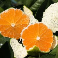新鲜橘子水果蜜桔薄皮青桔子蜜橘非小金桔