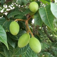 2020现摘现发 新鲜青橄榄 檀香榄 青果 孕妇水果