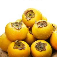 甜脆柿硬柿子甜柿子新鲜水果柿子甜柿非红柿