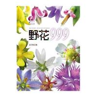 野花999/自然观察黄丽锦9787100116411