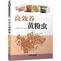 高效养黄粉虫 粉虫科学养殖教材大全 高效养殖致富直通车 粉虫病害防治教程 黄粉虫养殖技术书 高效