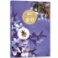 蜜蜂/书籍分类/童书/玩具书