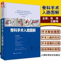 骨科手术入路图解 