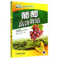 葡萄高效栽培 图说葡萄栽培关键技术 葡萄栽培种植大全 高效种植致富直通车 果树大棚种植种葡