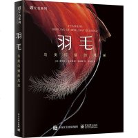 羽毛鸟类闪耀的风采